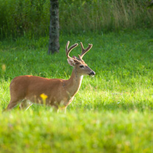 Deer Postcard